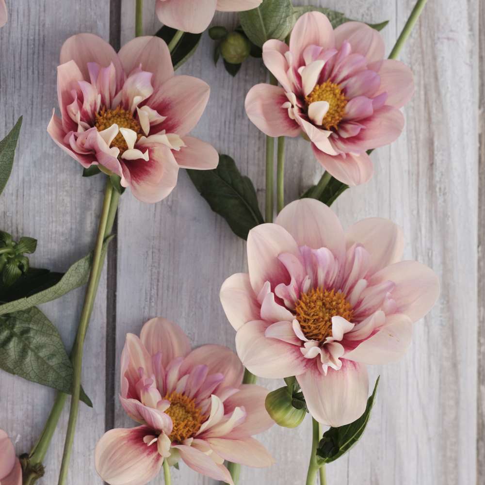 Dahlia 'Rhubarb & Custard'